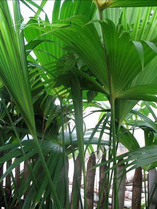 Una gran palmera delante de una valla de madera.