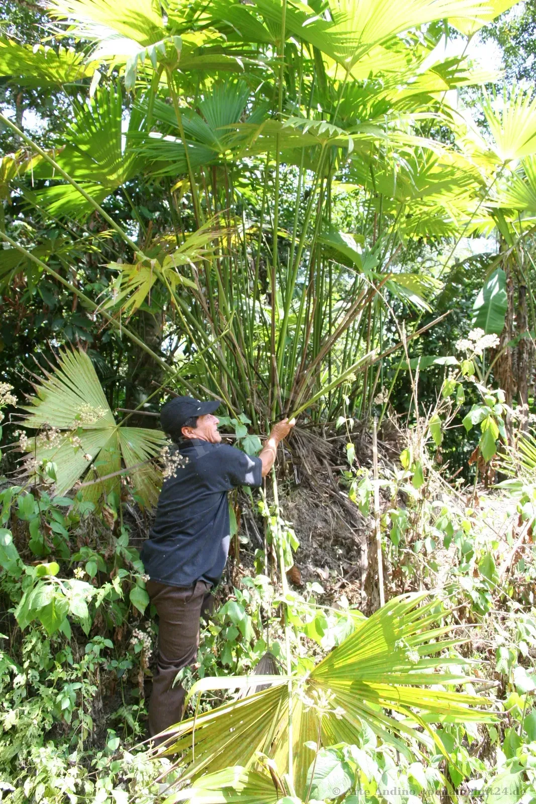 Ernte der Toquilla-Palme in Ecuador